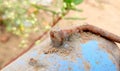 Iron rusty nut and bolt closed image