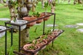 Iron shelve with plenty of small growing orchid flowers Royalty Free Stock Photo