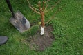 The gardener digs up the grass around the small tree in the garden