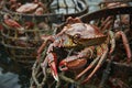 Iron traps cage with Red king crabs in the water, catching crabs from a ship Royalty Free Stock Photo