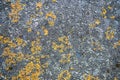 Iron wall with yellow moss and rust. Background texture Royalty Free Stock Photo