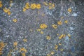 Iron wall with yellow moss and rust. Background texture Royalty Free Stock Photo