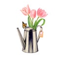 iron watering can garden watercolor with a bouquet of pink tulips and a butterfly Royalty Free Stock Photo