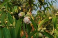 Iron wood , growing evergreen tree with beautiful flowers