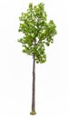 Iron wood tree is deciduous isolated on white background (Pyinkado),tree isolated Royalty Free Stock Photo