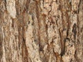 Ironbark Eucalyptus Texture Royalty Free Stock Photo