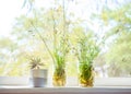 Ironweed,Dandelion,Fireweed,Cactus in the jar on the window bac