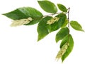 Ironwood Fruits and Leaves