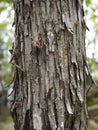 Ironwood or Hop Hornbeam Bark Closeup. Rrough, peeling strips of bark.