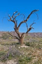 Ironwood Tree against blue sky Royalty Free Stock Photo