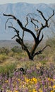 Ironwood tree and flowers Royalty Free Stock Photo