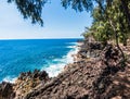 Ironwood Tree Forest Above The Rugged Volcanic Sea Cliffs