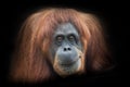 Irony and skepticism. Face  a smart orangutan isolated on black background Royalty Free Stock Photo
