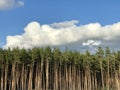 Clouds over the famed pines of Irpin - UKRAINE