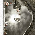 A bright and sunny puddle and flower petals in Irpin - UKR - Ukraine