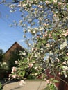 Fresh spring blossoms in front of a wooden house in Irpin or Irpen - Kyiv - Ukraine Royalty Free Stock Photo