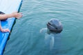Irrawaddy dolphin floating in the water. Royalty Free Stock Photo