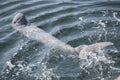 Irrawaddy dolphin.