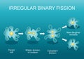 Irregular binary fission in amoeba. Asexual reproduction