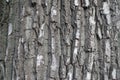Irregular grey bark of black poplar tree Royalty Free Stock Photo