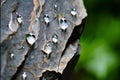 irregular shaped drops drops with irregular shapes on a rough st Royalty Free Stock Photo