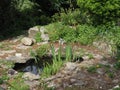 a small garden pond in the summer