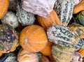 The orange colours of autumn in a pumpkin patch