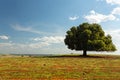 Irregular tree in rural field