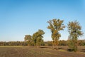 Irregularly shaped trees in fall colors Royalty Free Stock Photo