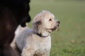 Irresistible Cute And Proud White Brown Puppy Royalty Free Stock Photo