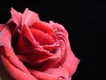 Irresistible Red Rose