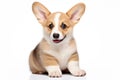 Irresistibly cute corgi puppy on white background. Perfect for pet lovers and charming animal-themed