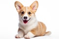 Irresistibly cute corgi puppy on white background. Perfect for pet lovers and charming animal-themed