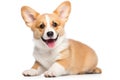 Irresistibly cute corgi puppy on white background. Perfect for pet lovers and charming animal-themed