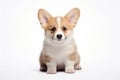 Irresistibly cute corgi puppy on white background. Perfect for pet lovers and charming animal-themed