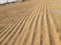 IRRI-6 paddy spreaded for sun drying process. Royalty Free Stock Photo