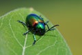 Irridescent beetle