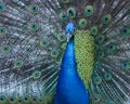 Irridescent Blue Peacock Face and Feathers Royalty Free Stock Photo