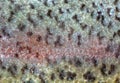 Irridiscent fish skin