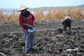 Irrigate the fields