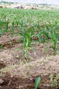 Irrigated corn field Royalty Free Stock Photo