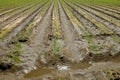 Irrigated corn field Royalty Free Stock Photo