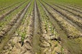 Irrigated corn field Royalty Free Stock Photo