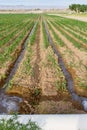 Irrigated corn field