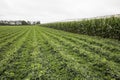 Irrigated Corn and Legume crops