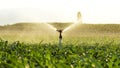 Cornfield irrigation