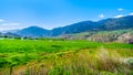 Irrigated fertile farmland along the Fraser River as it flows through the canyon to the town of Lillooet in the Chilcotin region Royalty Free Stock Photo