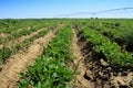 Irrigated field of peanuts. Royalty Free Stock Photo