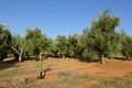 Irrigated olive groves, Andalusia, Spain