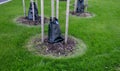 irrigated plastic bags around the trees save water and regularly dose water on the perfect lawn, maintenance of cutting the edges